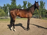 Hing, Akhal-Teke — 5. fotó