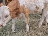 Skot (série, pohlaví neuvedeno), Simmental cattle — foto 3