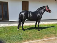 母马, Horses — 照片 1