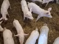 母猪, Pigs — 照片 3