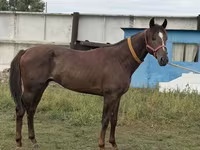 Hing, Arabian horse — 1. fotó