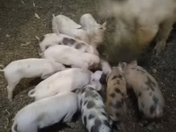Schweine (Partie, Geschlecht nicht angegeben), Schweine — Ungarn