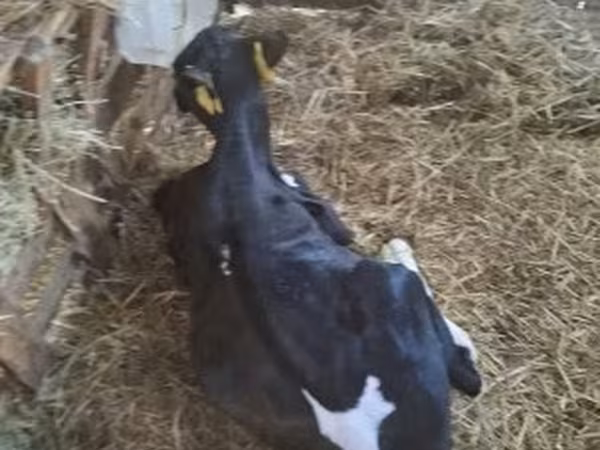 Bika, Russian Black pied cattle — Magyarország