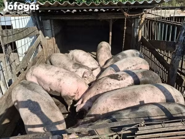 Pigs (batch, sex not specified),  — Hungary