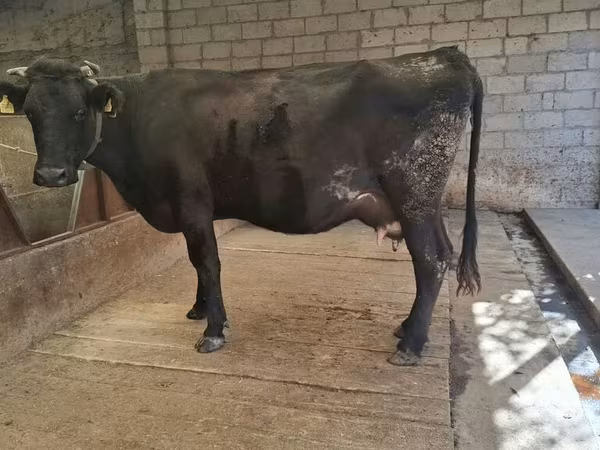 Tehén, Simmental cattle