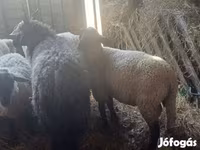 Schaf, Ile-de-France sheep — Foto 3