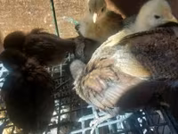 Chickens — 照片 6