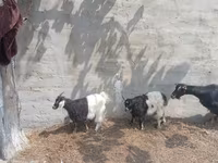 Cabra, Cabras — foto 3