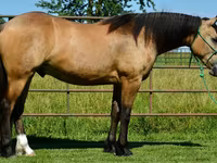 घोड़ा, Gypsy horse — फ़ोटो 2