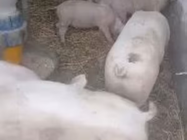 公猪, Pigs — 匈牙利