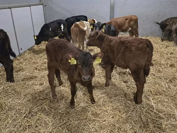 Tehén, Simmental cattle
