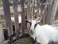 母山羊, Goats — 照片 4