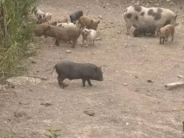公猪, Pigs