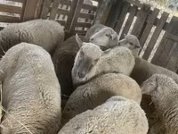 Sheep, Blackheaded Persian sheep — photo 8