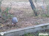 Chickens — الصورة 4