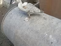 Ducks — 照片 7