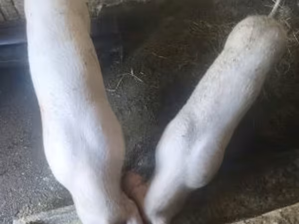 خنزيرة, الخنازير — هنغاريا