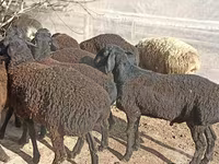 Ovejas (lote, sexo no especificado), Tajik sheep — foto 4