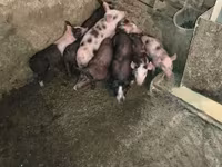 Schweine (Partie, Geschlecht nicht angegeben), Schweine — Foto 2