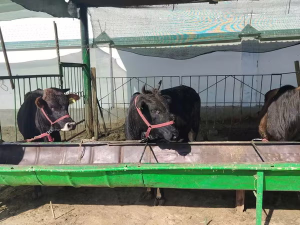 Cattle (batch, sex not specified), Cattle