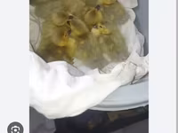 Ducks — الصورة 1