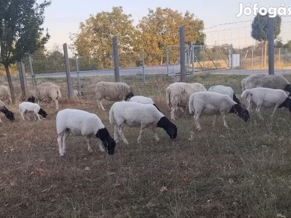 Kos, Dorper sheep — Magyarország