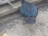 Domestic Muscovy — photo 4