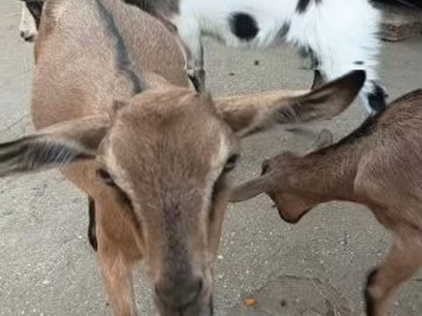 Kozioł, Kozy — Węgry