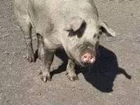母猪, Pigs — 照片 7