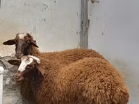 كبش, الأغنام — الصورة 4
