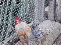 Chickens — photo 1