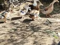 Ducks — 1. fotó