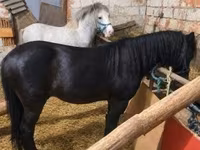 公马, Horses — 照片 2