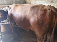 Bull, Cattle — photo 2