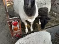 Oveja, Dorper sheep — foto 1