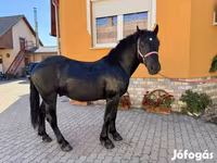 Horse (M), Hungarian horse breed — photo 7