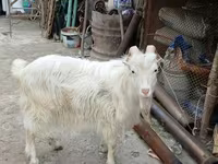 Cabro, Cabras — foto 3