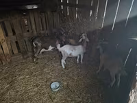 Kozel, Alpine goat — foto 2