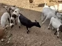 公羊, Cameroon sheep — 照片 3