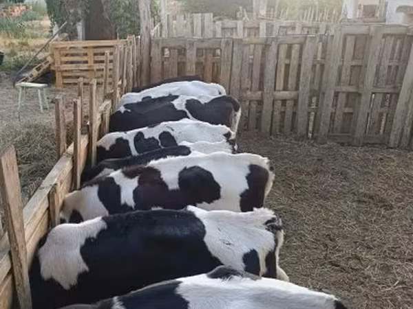 Bika, Russian Black pied cattle — Magyarország