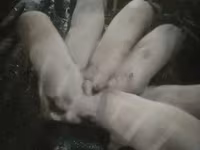 Pigs (batch, sex not specified), Крупная белая — photo 1