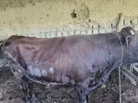 Bika, Red Estonian cattle — 8. fotó