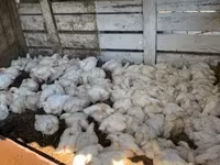Chickens — 照片 1