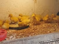 Chickens — Foto 5