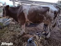 Cow, Simmental cattle — photo 4