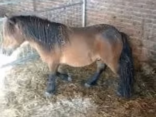Horse (M), Horses — Hungary
