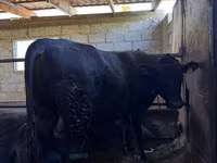 Taureau, Vache rouge sans cornes — photo 5