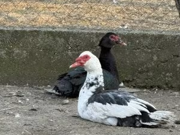Ducks — Magyarország