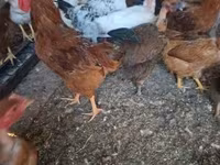 Chickens — 2. fotó