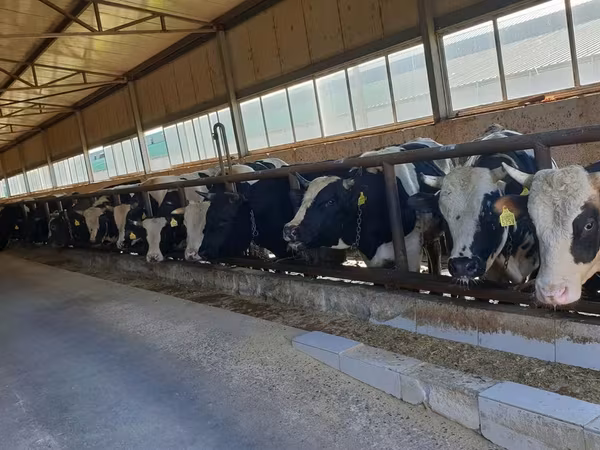 Byk, Russian Black pied cattle